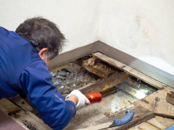 Best Attic Mold Removal  in Croom, MD