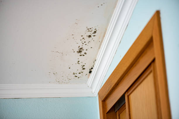 Best Mold Damage Repair  in Croom, MD