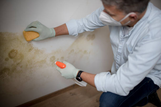 Best Certified Mold Removal  in Croom, MD