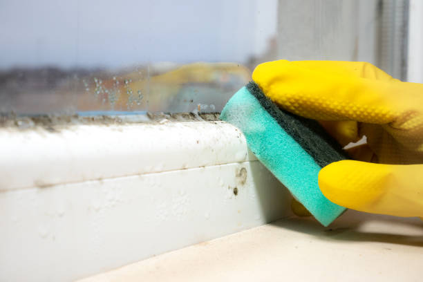 Best Mold Remediation  in Croom, MD